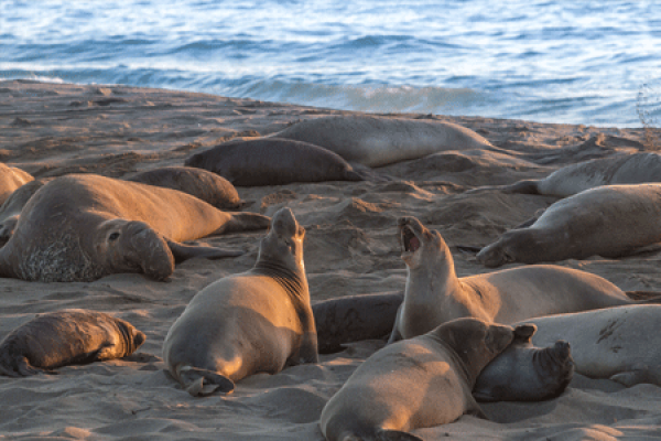 seals on a beach