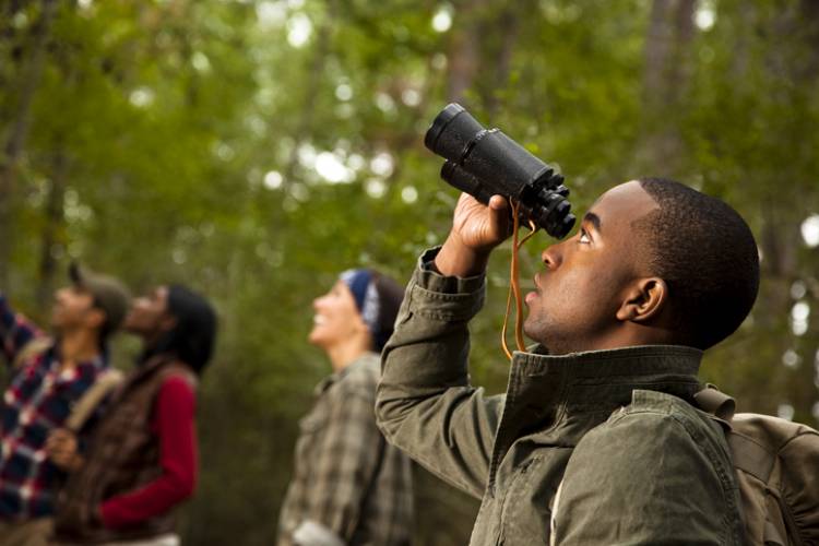 A group of bird watchers look into trees in search of birds