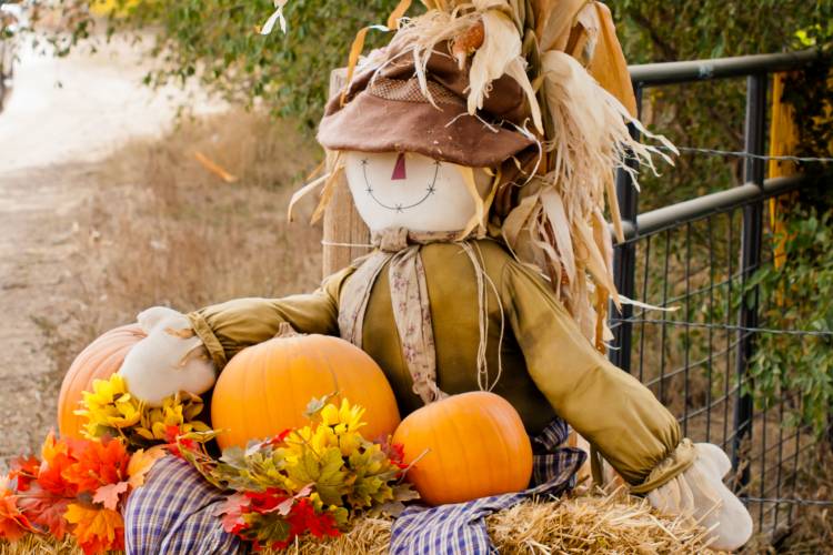 A cute scarecrow sits on a hay bale surrounded by pumpkins