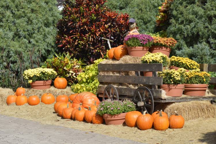 An Autumn display of pumpkins, hay bales, and pots of flowers