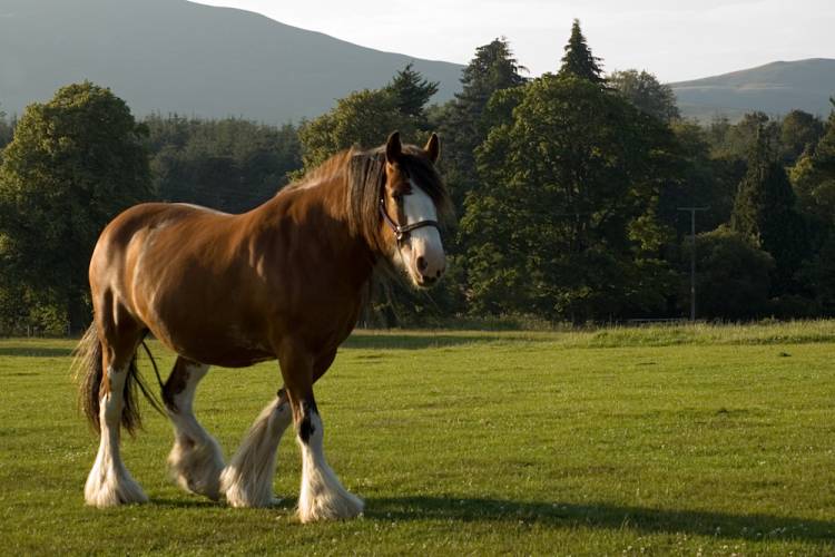 Clydesdale horse in a field