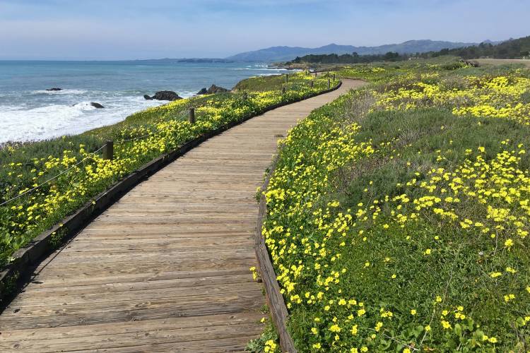 A boardwalk along the shore at Moonstone Beach in Cambria CA