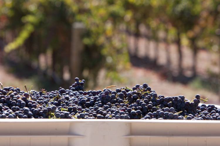 wine grapes laid out on a sunny day