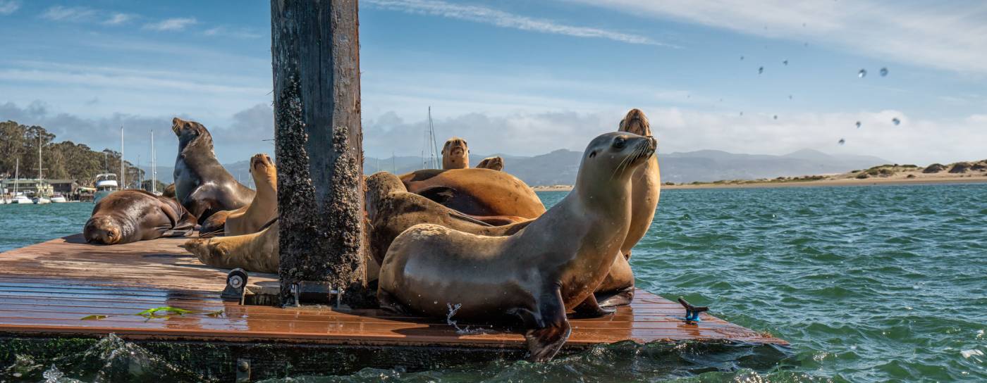 Cambria California Vacation Rentals Cambria Vacation Rentals