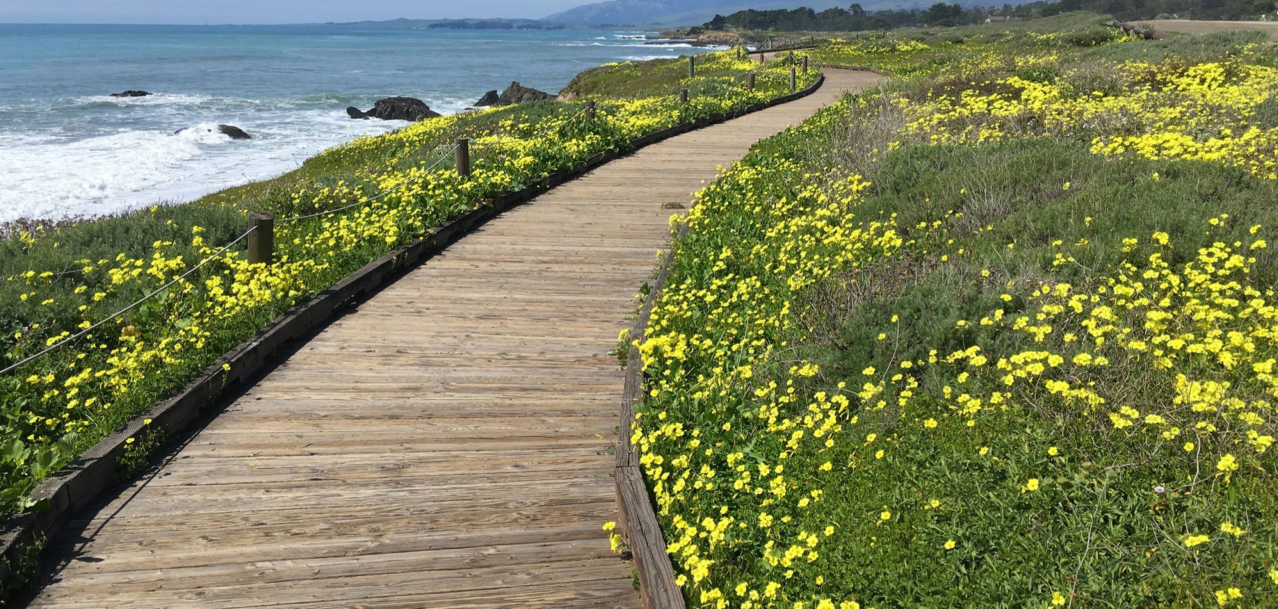 Moonstone Beach boardwalk with flowers