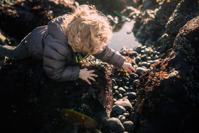 little boy looking in tide pool