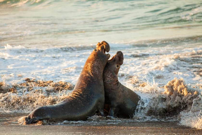 elephant seals on the beach in waves